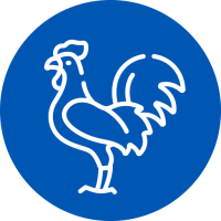 gallic-rooster
